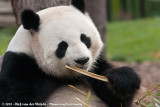 Giant Panda<br><i>Ailuropoda melanoleuca melanoleuca</i>