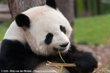 Giant Panda<br><i>Ailuropoda melanoleuca melanoleuca</i>