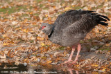 Southern ScreamerChauna torquata