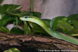 Red-Tailed Green RatsnakeGonyosoma oxycephalum