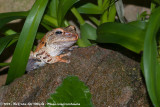 Hong Kong Whipping Frog<br><i>Polypedates megacephalus</i>