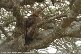 Tawny Eagle<br><i>Aquila rapax rapax</i>