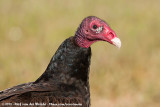 Turkey Vulture<br><i>Cathartes aura septentrionalis</i>