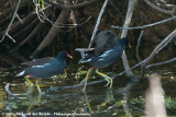 Common Gallinule<br><i>Gallinula galeata cachinnans</i>