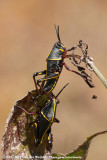 Eastern Lubber Grasshopper<br><i>Romalea guttata</i>