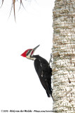 Pileated Woodpecker<br><i>Dryocopus pileatus pileatus</i>