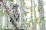 Barred Owl<br><i>Strix varia</i>