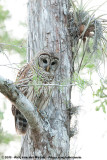 Barred Owl<br><i>Strix varia</i>