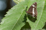 White Admiral<br><i>Limenitis camilla camilla</i>