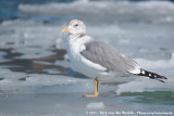 Kamchatka Gull<br><i>Larus canus kamtschatschensis</i>