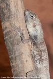 Frilled LizardChlamydosaurus kingii