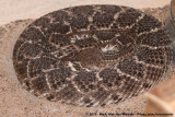 Western Diamond-Backed Rattlesnake<br><i>Crotalus atrox</i>