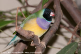 Gouldian Finch<br><i>Erythrura gouldiae</i>