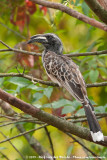 African Grey HornbillTockus nasutus ssp.