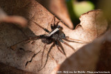 Lugubrious Wolf Spider<br><i>Pardosa saltans/lugubris</i>