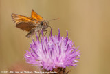 Small Skipper<br><i>Thymelicus sylvestris sylvestris</i>