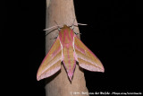 Elephant Hawk Moth<br><i>Deilephila elpenor elpenor</i>