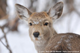 Sika Deer<br><i>Cervus nippon yesoensis</i>