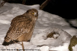 Blakiston's Fish OwlBubo blakistoni blakistoni