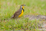 Eastern Meadowlark<br><i>Sturnella magna argutula</i>