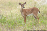 White-Tailed Deer<br><i>Odocoileus virginianus seminolus</i>