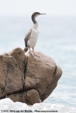 European ShagPhalacrocorax aristotelis desmarestii