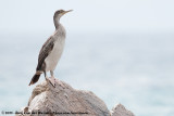 European ShagPhalacrocorax aristotelis desmarestii