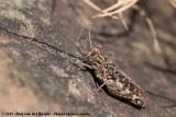 Eurasian Pincer Grasshopper<br><i>Calliptamus barbarus barbarus</i>