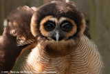 Brown Wood OwlStrix leptogrammica ssp.