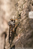 Common Awl Robberfly<br><i>Neoitamus cyanurus</i>