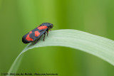 Red-And-Black Froghopper<br><i>Cercopis vulnerata</i>