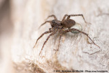 Wolf Spider spec.<br><i>Pardosa spec.</i>