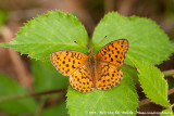 Marbled Fritillary<br><i>Brenthis daphne daphne</i>