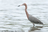 Reddish Egret<br><i>Egretta rufescens rufescens</i>