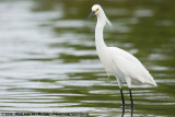 Snowy Egret<br><i>Egretta thula thula</i>