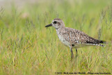 Grey PloverPluvialis squatarola cynosurae