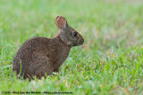 Marsh Rabbit<br><i>Sylvilagus palustris paludicola</i>