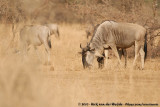 Eastern White-Bearded Wildebeest<br><i>Connochaetes taurinus albojubatus</i>
