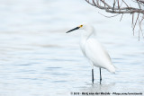 Snowy Egret<br><i>Egretta thula thula</i>