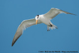 Royal Tern<br><i>Thalasseus maximus</i>