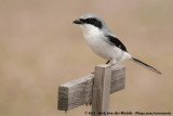 Loggerhead Shrike<br><i>Lanius ludovicianus ludovicianus</i>