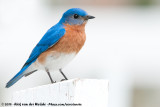 Eastern Bluebird<br><i>Sialia sialis sialis</i>