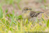 Pine Warbler<br><i>Setophaga pinus florida</i>