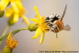 White-Banded Digger Bee<br><i>Amegilla quadrifasciata</i>