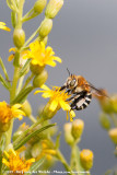 White-Banded Digger Bee<br><i>Amegilla quadrifasciata</i>