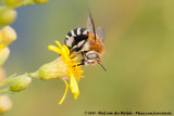 White-Banded Digger Bee<br><i>Amegilla quadrifasciata</i>