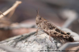 Broad Green-Winged Grasshopper<br><i>Aiolopus strepens strepens</i>