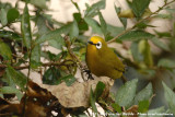 Kikuyu White-EyeZosterops kikuyuensis