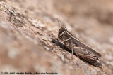 Eurasian Pincer Grasshopper<br><i>Calliptamus barbarus barbarus</i>