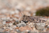 Eurasian Pincer Grasshopper<br><i>Calliptamus barbarus barbarus</i>